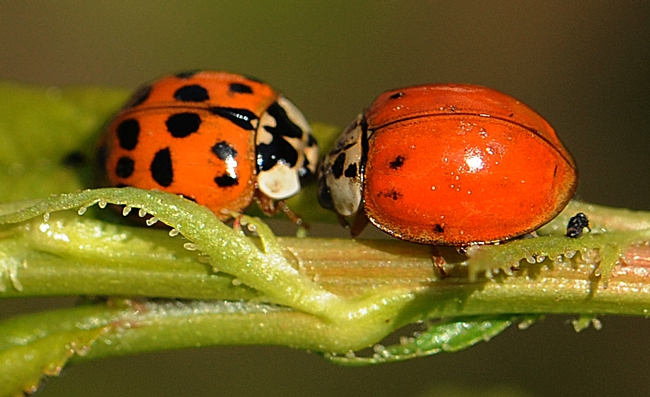 Two ladybugs converging on a plum tree leaf. (Photo by Kathy Keatley Garvey)
