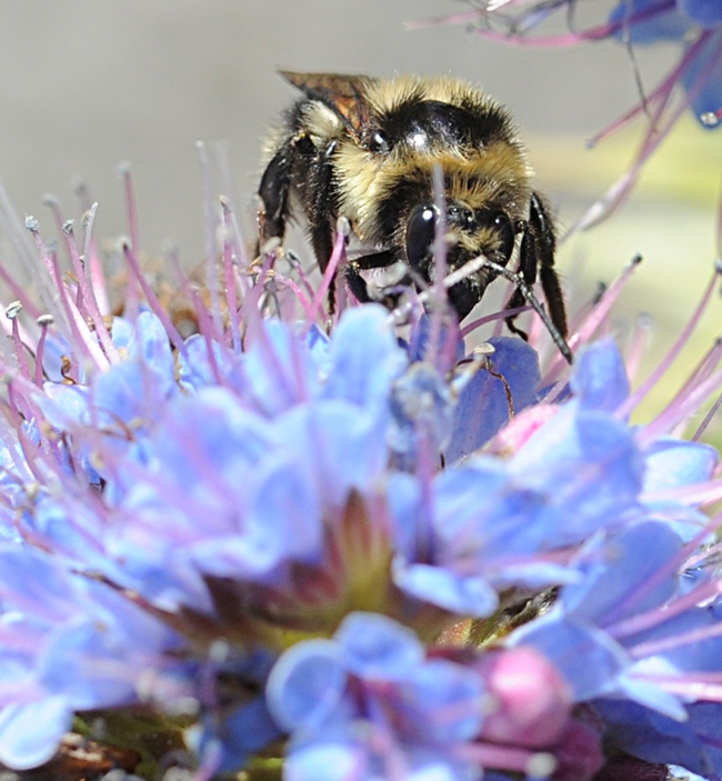 Peek-a-bee: Bombus melanopygus peers beneath the petals of an Echium candicans, also known as the Pride of Madeira. (Photo by Kathy Keatley Garvey)