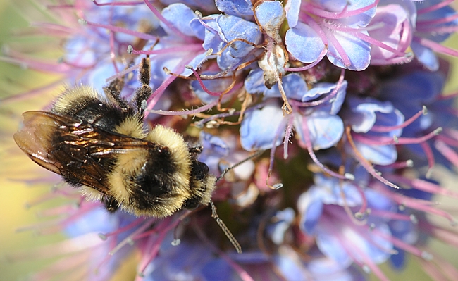 Top view of a Bombus melanopygus on an Echium candicans, also known as the Pride of Madeira. (Photo by Kathy Keatley Garvey)