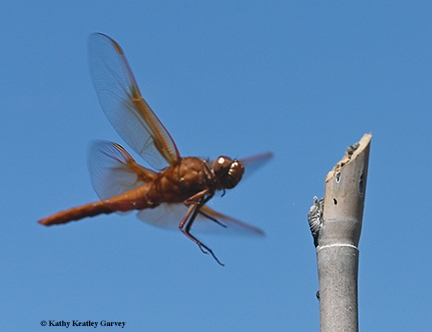 A flameskimmer dragonfly (Libellula saturata) heading toward its perch in Vacaville, Calif. (Photo by Kathy Keatley Garvey)