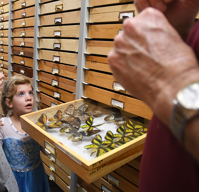 The butterfly collection at the Bohart Museum is a popular attraction, but the Bohart will be closed to the public until April 6. (Photo by Kathy Keatley Garvey)