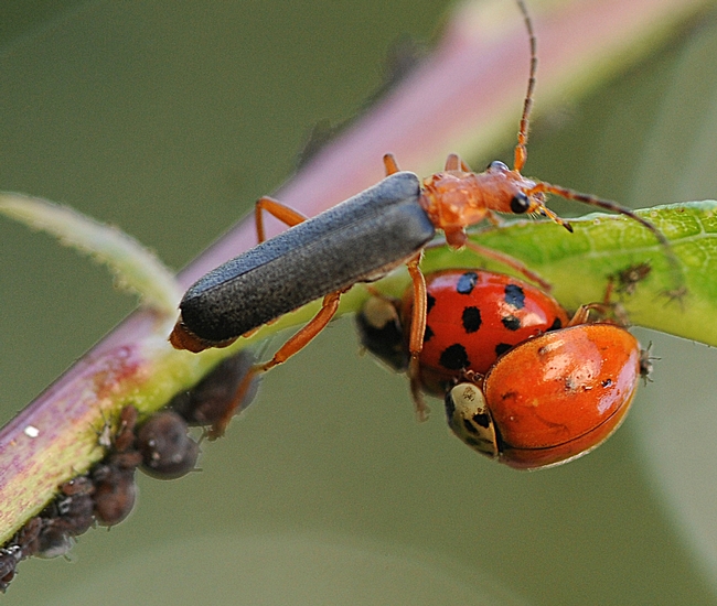 Fast-moving soldier beetle crawls toward a pair of ladybugs on a plum tree. (Photo by Kathy Keatley Garvey)
