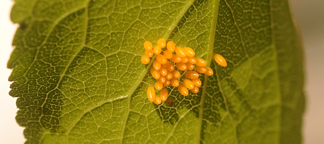 Ladybug eggs mean more ladybugs. (Photo by Kathy Keatley Garvey)
