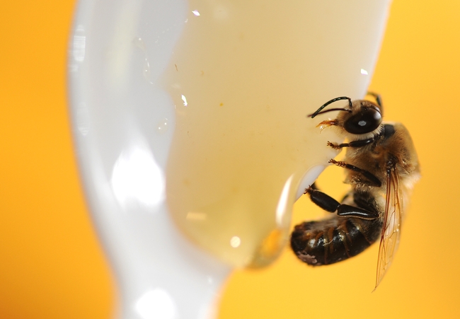 Drone sipping honey at the Harry H. Laidlaw Jr. Honey Bee Research Facility. (Photo by Kathy Keatley Garvey)