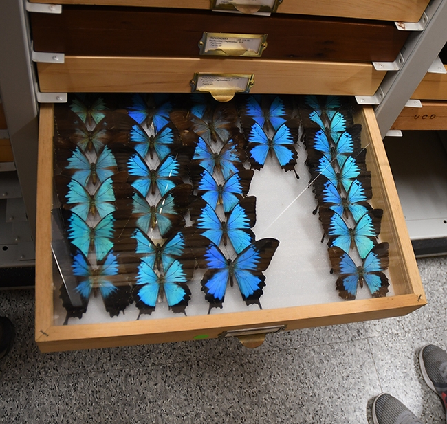 Swallowtail butterflies at the Bohart Museum of Entomology. Entomologist Jeff Smith, curator of the Lepidoptera section, says these are the Ulysses swallowtail – Papilio ulysses – that were collected in New Guinea, mostly by senior museum scientist Steve Heydon. 