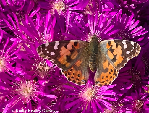 Close-up of a Painted Lady butterfly (Vanessa cardui) on an ice plant. (Photo by Kathy Keatley Garvey)