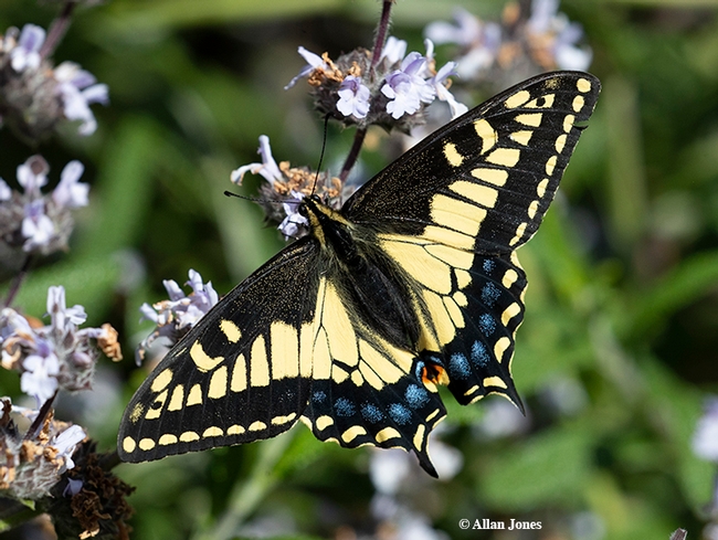 This Anise swallowtail, Papilio zelicaon, foraged March 21 in the UC Davis Department of Entomology and Nematology's Häagen-Dazs Honey Bee Haven. The plant: Brandeegee sage (Salvia brandegeei). (Photo by Allan Jones)