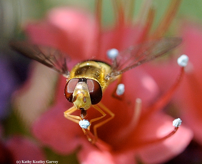 A syprhid fly, aka hover fly or flower fly, on a tower of jewels (Echium wildpretti) in Vacaville, Calif. (Photo by Kathy Keatley Garvey)