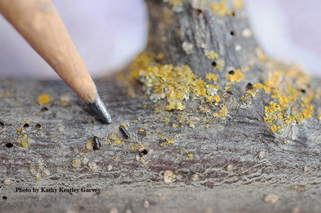 A walnut twig beetle, Pityophthorus juglandis. (Photo by Kathy Keatley Garvey)