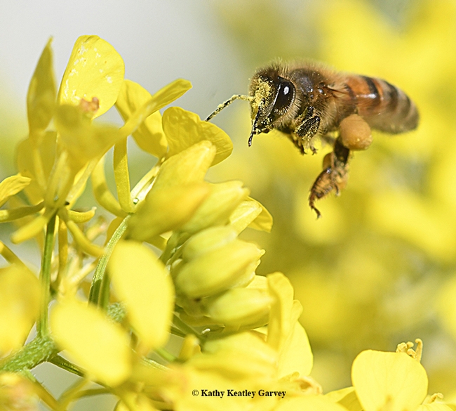 A honey bee, her head and antenna covered with mustard pollen, heads for more pollen in a bed of mustard in Vacavilel, Calif. (Photo by Kathy Keatley Garvey)