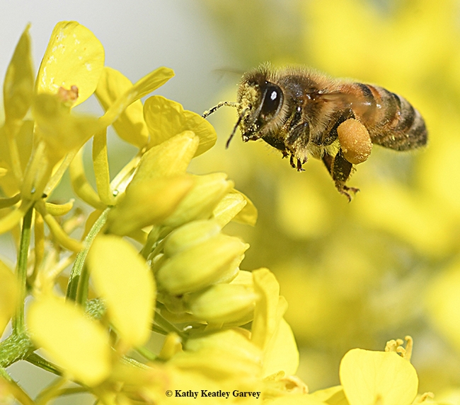 Like a race horse, this bee seems to be bolting toward the finish line, a mustard blossom. (Photo by Kathy Keatley Garvey)