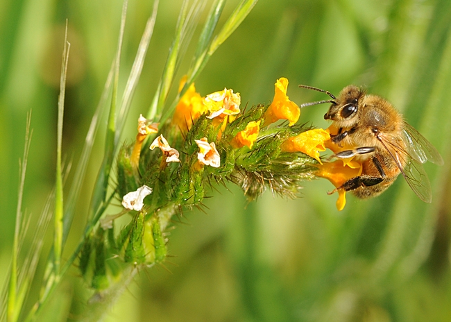 Honey bee settles on a fiddleneck. (Photo by Kathy Keatley Garvey)