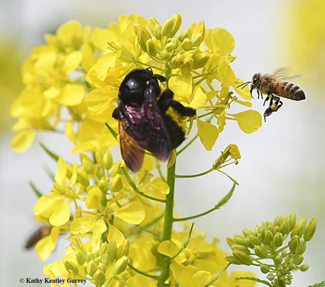 A honey bee comes faces to face with a Valley carpenter bee on a mustard blossom. The Valley carpenter bee is native to the United States, while the honey bee is native to Europe. (Photo by Kathy Keatley Garvey)