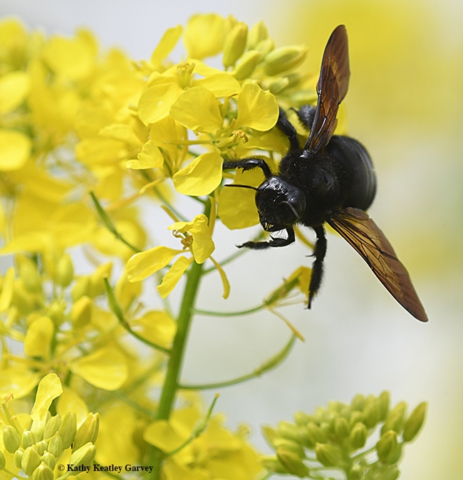The Valley carpenter bee spreads her wings, claiming the entire flower. (Photo by Kathy Keatley Garvey)