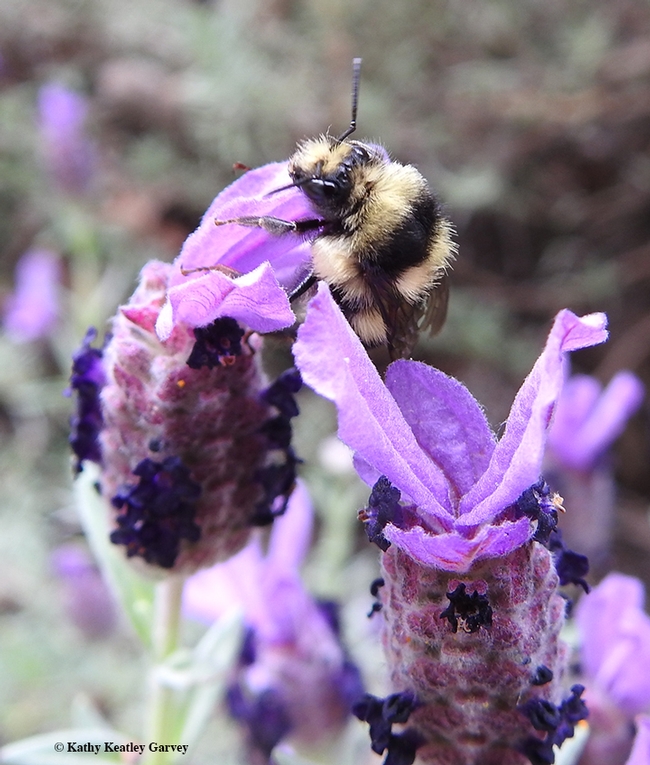 Time to forage! The Bombus melanopygus peers investigages a Spanish lavender in a Vacaville park. (Photo by Kathy Keatley Garvey)