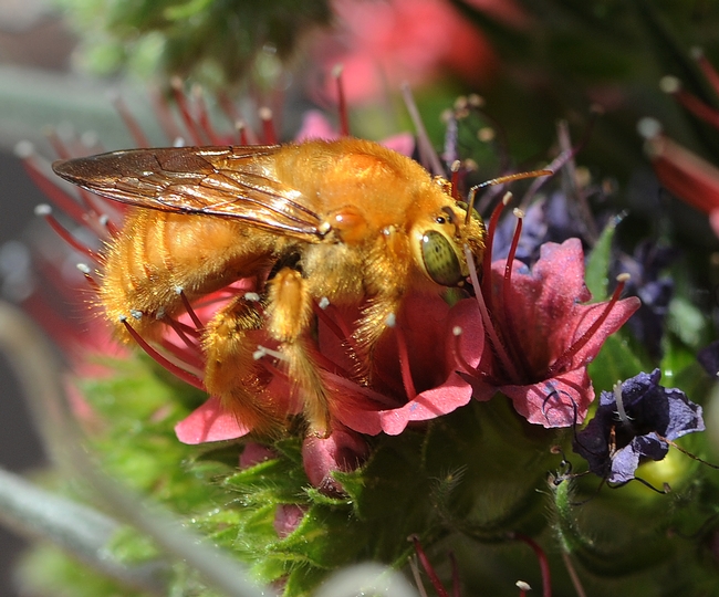 Close-up of the male Valley carpenter bee (Xylocopa varipuncta) on tower of jewels (Echium wildpretii). (Photo by Kathy Keatley Garvey)