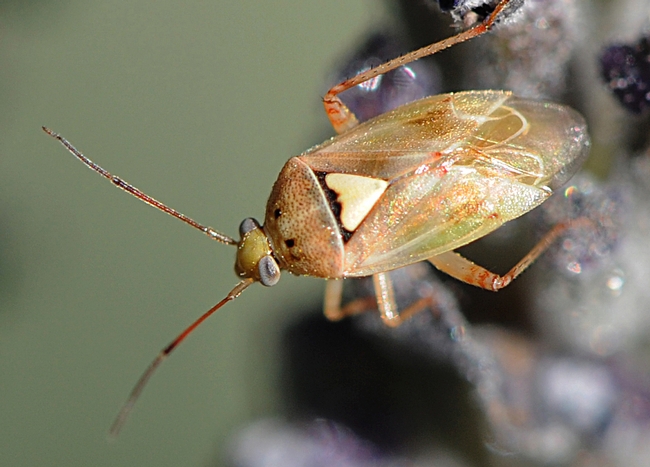 Lygus bug (Lygus herperus) could be one of the insects studied in the honors program. (Photo by Kathy Keatley Garvey)