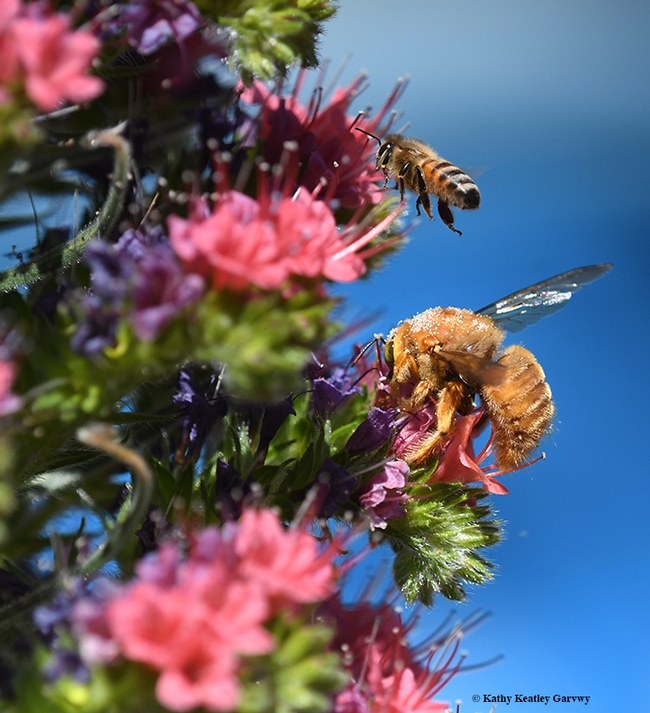 A honey bee, Apis mellifera, buzzes over the head of a male Valley carpenter bee, Xylocopa varipuncta, on a tower of jewels, Echium wildpretii. (Photo by Kathy Keatley Garvey)