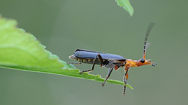 Soldier beetle (family Cantharidae) runs out of room. (Photo by Kathy Keatley Garvey)
