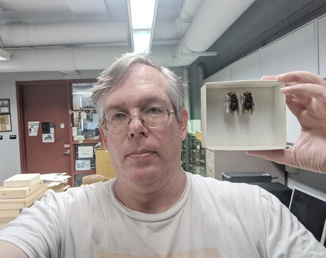 Entomologist Doug Yanega of UC Riverside shows two Asian giant hornets, one of which is from the colony detected and killed on Vancouver Island, British Columbia. He was sought out to identify the species.