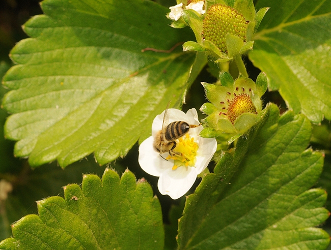 Honey bee foraging on strawberry plant in Haagen-Dazs Honey Bee Haven. (Photo by Kathy Keatley Garvey)