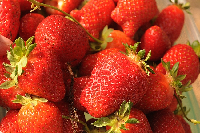 End result: ripe strawberries. (Photo by Kathy Keatley Garvey)