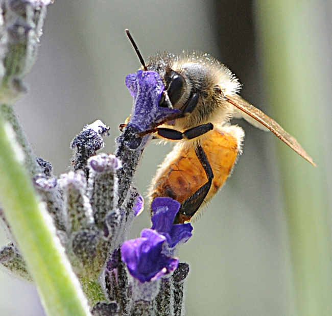 Italian honey bee foraging on lavender. (Photo by Kathy Keatley Garvey)