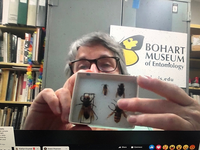 Wasp expert Lynn Kimsey, director of the Bohart Museum of Entomology, UC Davis, shows an Asian giant hornet specimen during the virtual open house May 22.