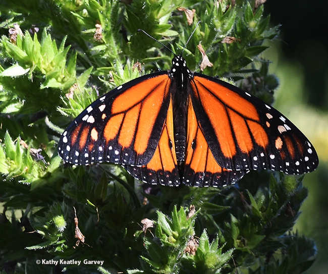 A male monarch, Danaus plexippus, spreads its wings on a tower of jewels (Echium wildpretii) in Vacaville, Calif. on Sunday, May 23. (Photo by Kathy Keatley Garvey)