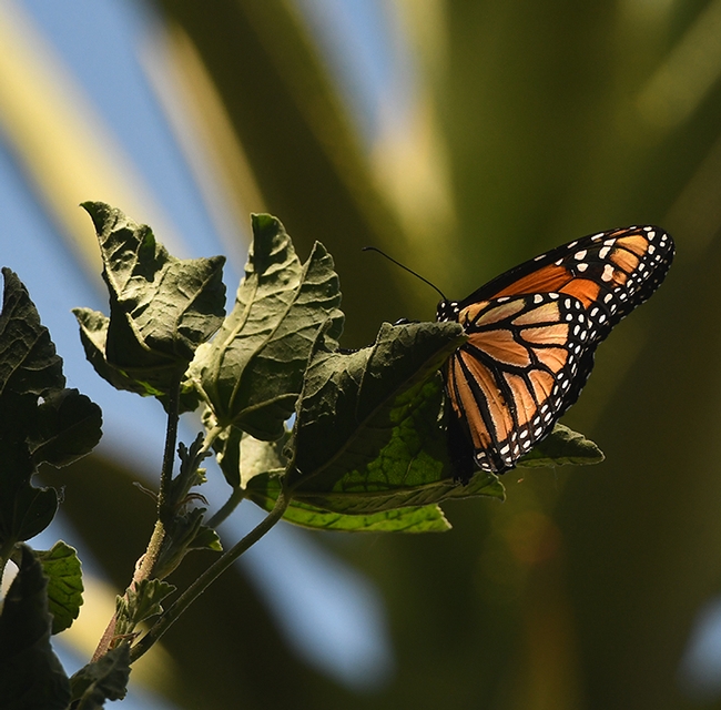 The monarch lands on a mallow, Althaea officinalis. (Photo by Kathy Keatley Garvey)