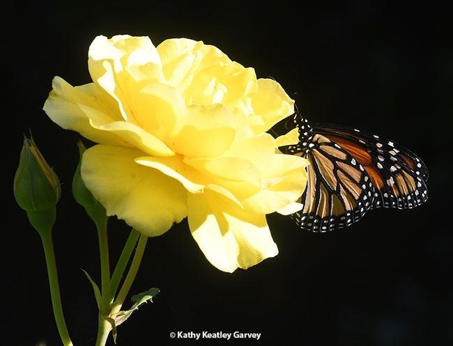 The monarch took a liking to a yellow rose, 