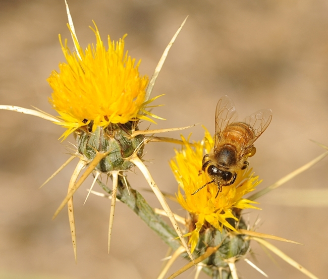 A honey bee foraging on yellow starthistle, a weed farmers hate but beekeeper, honey enthusiasts and mead makers love. (Photo by Kathy Keatley Garvey)