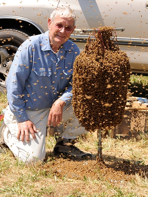 Norm Gary preparing to engage in bee wrangling. (Photo by Kathy Keatley Garvey)