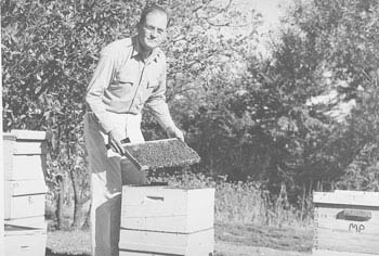 Harry H. Laidlaw Jr. (1907-2003) tending his bees at the University of California, Davis.