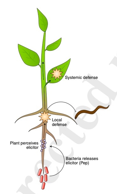 This illustration appears in  the Shahid Siddique-Clarissa Hiltl column in the scientific journal, Nature Plants.