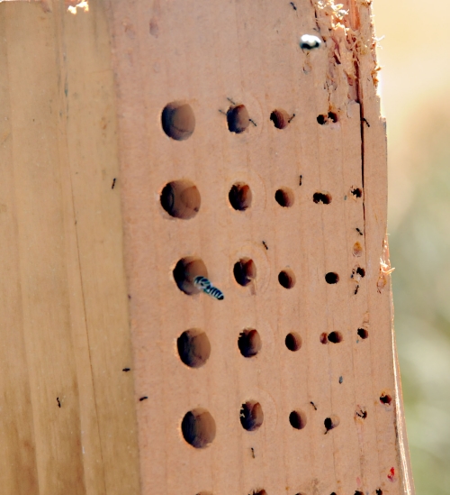 A female leafcutting bee heads for the bee nesting block. The holes are of different diameters and depths to attract a greater diversity of native bees.(Photo by Kathy Keatley Garvey)