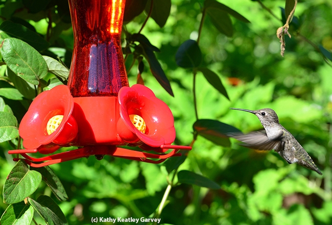 A hummingbird heads for a feeder in Vacaville, Calif. This feeder has no ants. Note: don't use red food coloring in your feeders; many feeders now are of red glass. (Photo by Kathy Keatley Garvey)