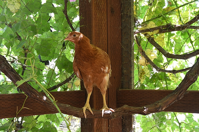What's for lunch? A chicken in one of Ann Sievers' flocks at Il Fiorello Olive Oil Co., eyes the photographer. Chickens eagerly eat lots of bugs--if they're available. The larvae of the Achemon Sphinx moth feed on grape leaves. (Photo by Kathy Keatley Garvey)