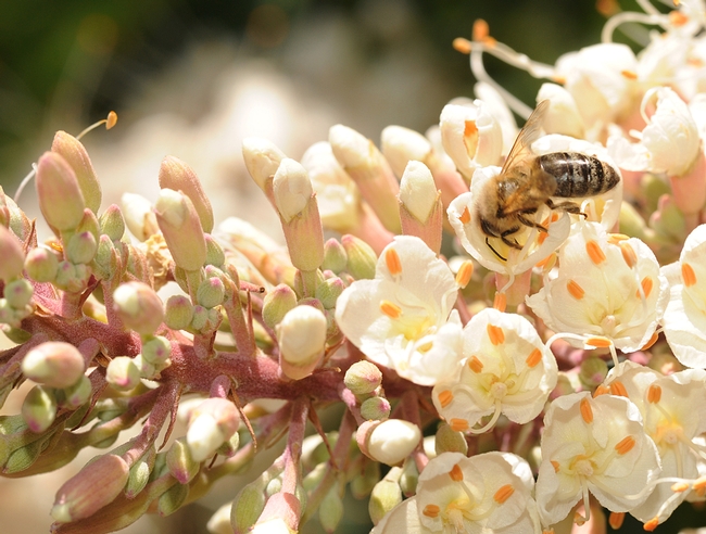 Honey bee foraging on buckeye blossoms. (Photo by Kathy Keatley Garvey)