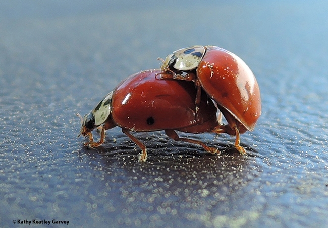 Birds do it. Bees do it. So do lady beetles, aka ladybugs. (Photo by Kathy Keatley Garvey)