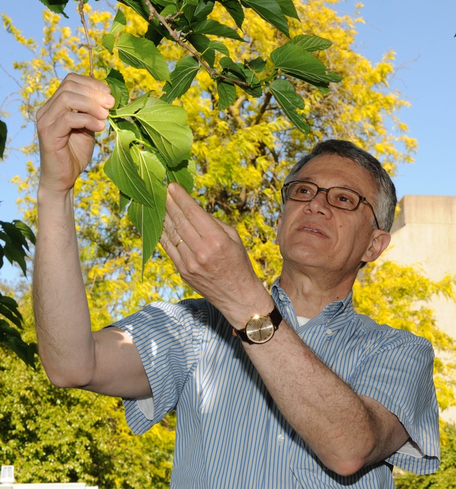 UC Davis professor Walter Leal, who does pheromone research on silkworm moths, examines a mulberry tree. (Photo by Kathy Keatley Garvey)
