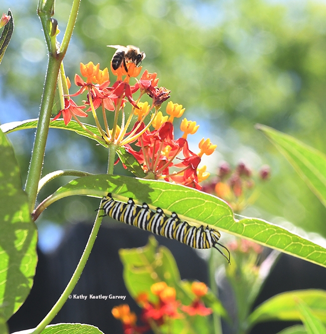 Sharing during National Pollinator Week: a honey bee and a monarch caterpillar on tropical milkweed. (Photo by Kathy Keatley Garvey)