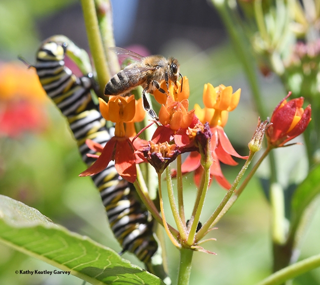 Close quarters: a honey bee and a monarch caterpillar on tropical milkweed. (Photo by Kathy Keatley Garvey)