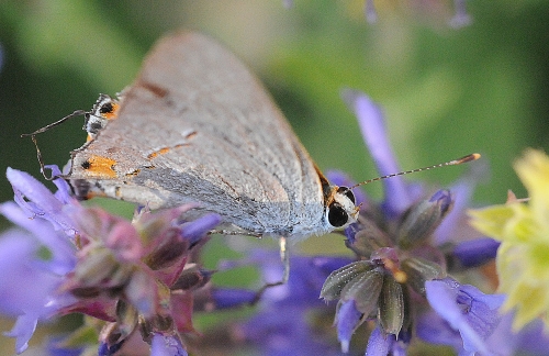 The gray hairstreak butterfly (Strymon melinus) is mostly gray. Fine gray hairlike markings cross the undersurface of the hing wings. The threadlike tail projections resemble antennae. (Photo by Kathy Keatley Garvey)