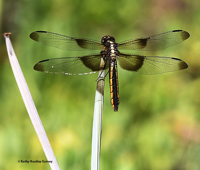 A female widow skimmer dragonfly (Libellula luctuosa) rests in the Ruth Risdon Storer Garden, UC Davis Arboretum and Public Garden. (Photo by Kathy Keatley Garvey)