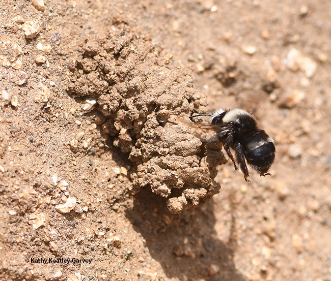 A digger bee, Anthophora bomboides stanfordiana, edges closer to her nest on the sand cliffs of Bodega Bay. (Photo by Kathy Keatley Garvey)