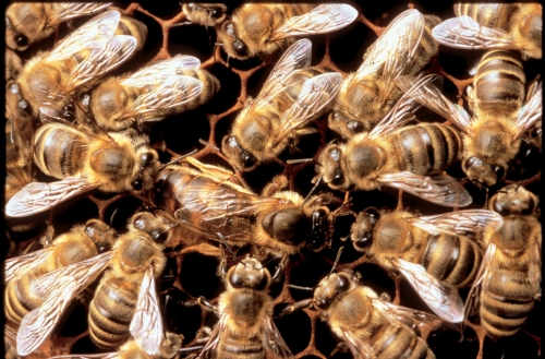 The queen bee (the largest bee, center) is surrounded by her court, the worker bees, who take care of her every need. They feed her, groom her and protect her 