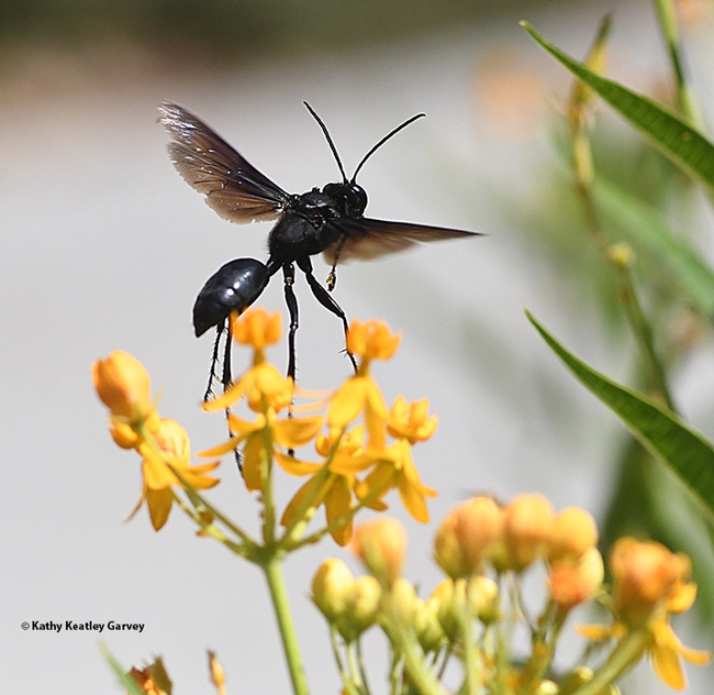 Off to another tropical milkweed--and off packing pollinia. (Photo by Kathy Keatley Garvey)