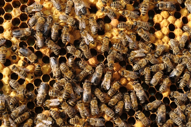 Honey bees working a hive at the University of California, Davis.. (Photo by Kathy Keatley Garvey)