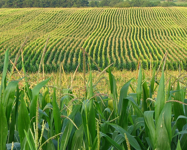 The Western corn rootworm ravages cornfields across the nation. This image was taken in Franklin, Pa. (Photo by Fishhawk of Flickr, Creative Commons)